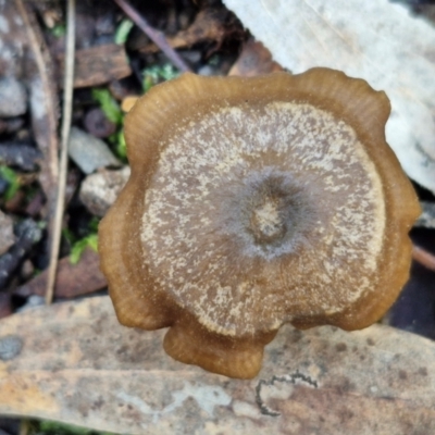 Unidentified Cap on a stem; gills below cap [mushrooms or mushroom-like] at Gungaderra Grasslands - 26 Jun 2024 by trevorpreston