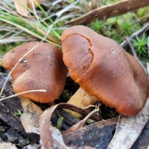 Cortinarius sp. at Gungaderra Grasslands - 26 Jun 2024 12:47 PM