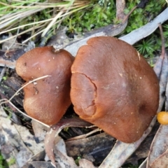 Cortinarius sp. at Gungaderra Grasslands - 26 Jun 2024