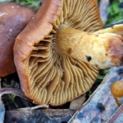 Cortinarius sp. at Gungaderra Grasslands - 26 Jun 2024 12:47 PM