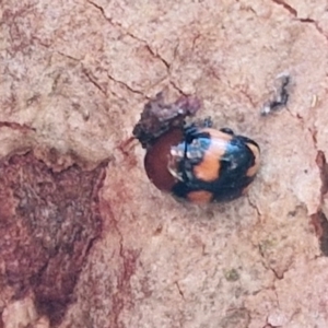 Ditropidus pulchellus at Gungaderra Grasslands - 26 Jun 2024