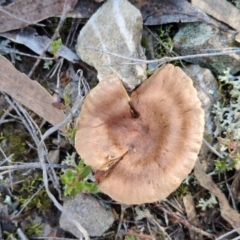 Unidentified Cap on a stem; gills below cap [mushrooms or mushroom-like] at Gungaderra Grasslands - 26 Jun 2024 by trevorpreston