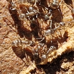 Unidentified Ant (Hymenoptera, Formicidae) at Gungaderra Grasslands - 26 Jun 2024 by trevorpreston