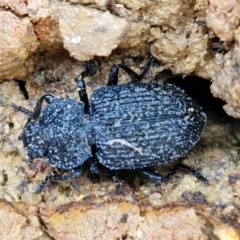 Adelium porcatum (Darkling Beetle) at Gungaderra Grasslands - 26 Jun 2024 by trevorpreston