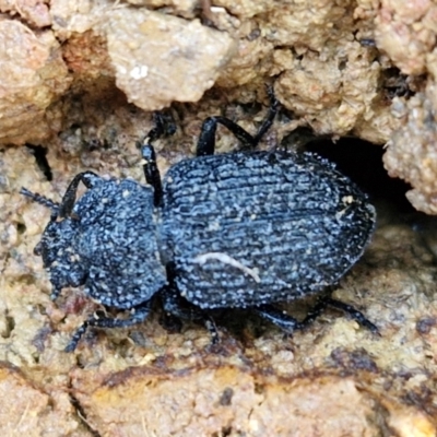 Adelium porcatum (Darkling Beetle) at Gungaderra Grasslands - 26 Jun 2024 by trevorpreston