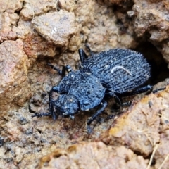 Adelium porcatum at Gungaderra Grasslands - 26 Jun 2024