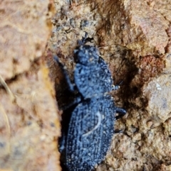 Adelium porcatum at Gungaderra Grasslands - 26 Jun 2024