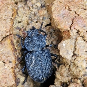 Adelium porcatum at Gungaderra Grasslands - 26 Jun 2024