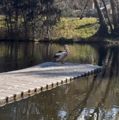 Pelecanus conspicillatus (Australian Pelican) at Australian National University - 26 Jun 2024 by VanceLawrence