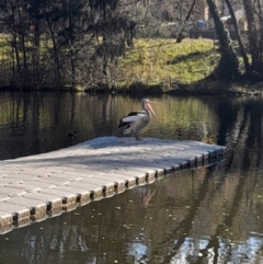 Pelecanus conspicillatus (Australian Pelican) at Sullivans Creek, Acton - 26 Jun 2024 by VanceLawrence