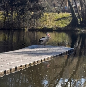 Pelecanus conspicillatus at Australian National University - 26 Jun 2024