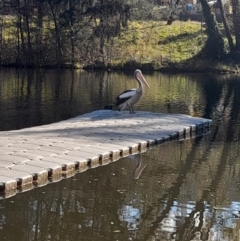 Pelecanus conspicillatus at Australian National University - 26 Jun 2024