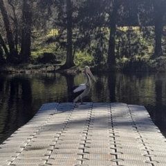 Pelecanus conspicillatus at Australian National University - 26 Jun 2024