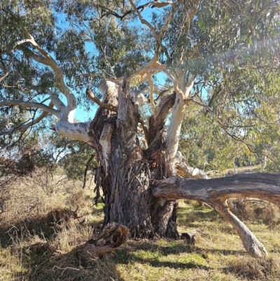Eucalyptus mannifera (Brittle Gum) at Taylor, ACT - 26 Jun 2024 by Jiggy