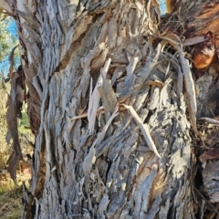 Eucalyptus mannifera at Taylor, ACT - 26 Jun 2024 01:44 PM