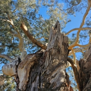 Eucalyptus mannifera at Taylor, ACT - 26 Jun 2024 01:44 PM