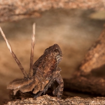 Platybrachys sp. (genus) (A gum hopper) at Melba, ACT - 25 Jun 2024 by kasiaaus