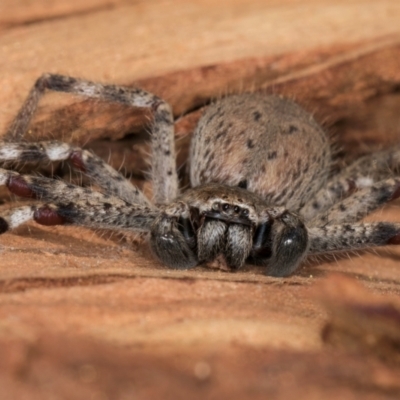 Isopedella pessleri (A huntsman spider) at Melba, ACT - 25 Jun 2024 by kasiaaus