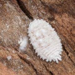 Pseudococcidae sp. (family) (A mealybug) at Melba, ACT - 25 Jun 2024 by kasiaaus