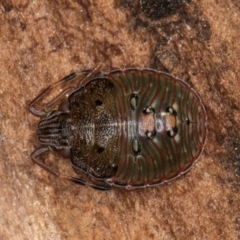 Amphaces sp. (genus) at Melba, ACT - 25 Jun 2024 by kasiaaus