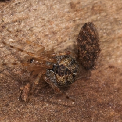 Cryptachaea veruculata (Diamondback comb-footed spider) at Melba, ACT - 25 Jun 2024 by kasiaaus