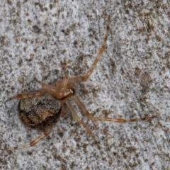 Cryptachaea veruculata at Melba, ACT - 25 Jun 2024