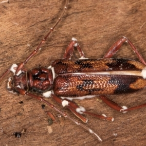 Phoracantha synonyma at Melba, ACT - 25 Jun 2024