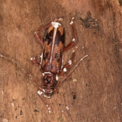 Phoracantha synonyma at Melba, ACT - 25 Jun 2024