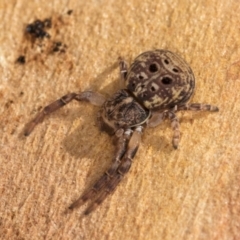 Cymbacha ocellata (Crab spider) at Melba, ACT - 25 Jun 2024 by kasiaaus