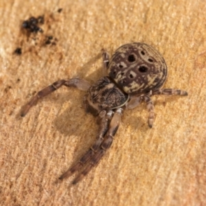 Cymbacha ocellata at Melba, ACT - 25 Jun 2024