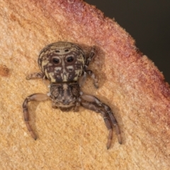 Cymbacha ocellata at Melba, ACT - 25 Jun 2024