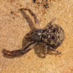 Cymbacha ocellata at Melba, ACT - 25 Jun 2024