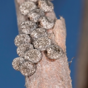 Chelepteryx collesi at Melba, ACT - 25 Jun 2024