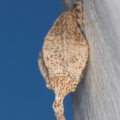 Hyalarcta nigrescens (Ribbed Case Moth) at Melba, ACT - 25 Jun 2024 by kasiaaus