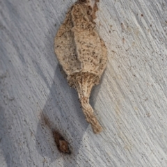 Hyalarcta nigrescens at Melba, ACT - 25 Jun 2024