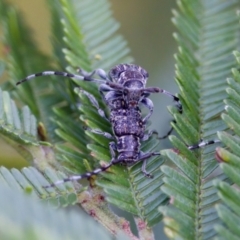 Ancita sp. (genus) at Fyshwick, ACT - 29 Jan 2023 by KorinneM