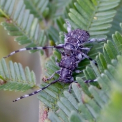 Ancita sp. (genus) at Jerrabomberra Wetlands - 29 Jan 2023