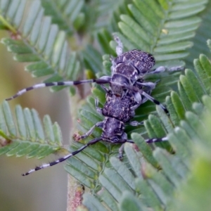 Ancita sp. (genus) at Jerrabomberra Wetlands - 29 Jan 2023