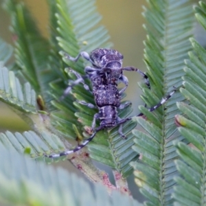 Ancita sp. (genus) at Jerrabomberra Wetlands - 29 Jan 2023