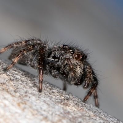 Servaea incana (Hoary Servaea) at Melba, ACT - 25 Jun 2024 by kasiaaus