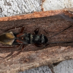 Daerlac cephalotes at Melba, ACT - 25 Jun 2024 by kasiaaus