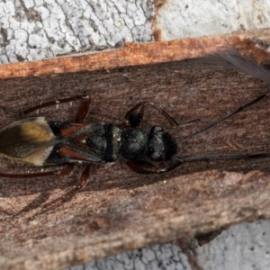 Daerlac cephalotes at Melba, ACT - 25 Jun 2024