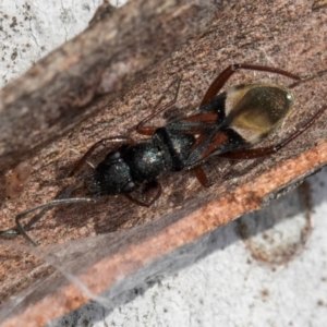 Daerlac cephalotes at Melba, ACT - 25 Jun 2024