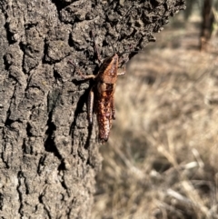 Unidentified Grasshopper, Cricket or Katydid (Orthoptera) at Bakers Bend, QLD - 26 Jun 2024 by jameswilson