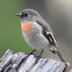 Petroica boodang (Scarlet Robin) at High Range - 26 Jun 2024 by GlossyGal