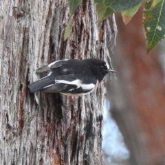 Petroica boodang at Jellore State Forest - 26 Jun 2024 01:12 PM