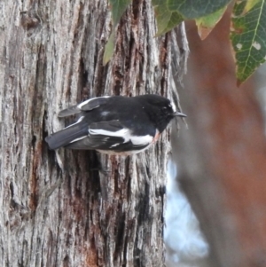 Petroica boodang at Jellore State Forest - 26 Jun 2024