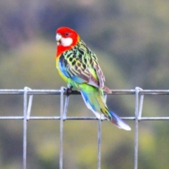 Platycercus eximius (Eastern Rosella) at Jamberoo, NSW - 26 Jun 2024 by plants