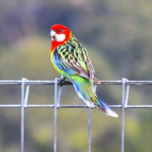 Platycercus eximius at Jamberoo, NSW - 26 Jun 2024