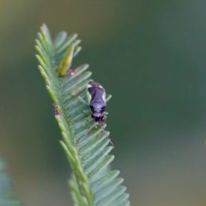 Miridae (family) at Jerrabomberra Wetlands - 29 Jan 2023